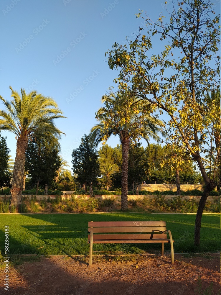 tree in the turia park of valencia tree in the turia park of valencia