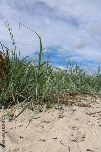 Natural coast protection on the dunes 