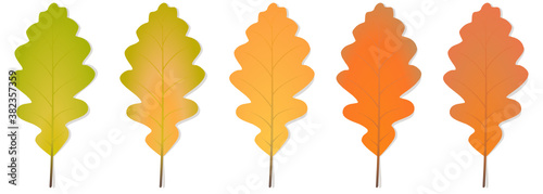 Collection de feuilles de ch  nes avec un d  grad   aux couleurs automnales