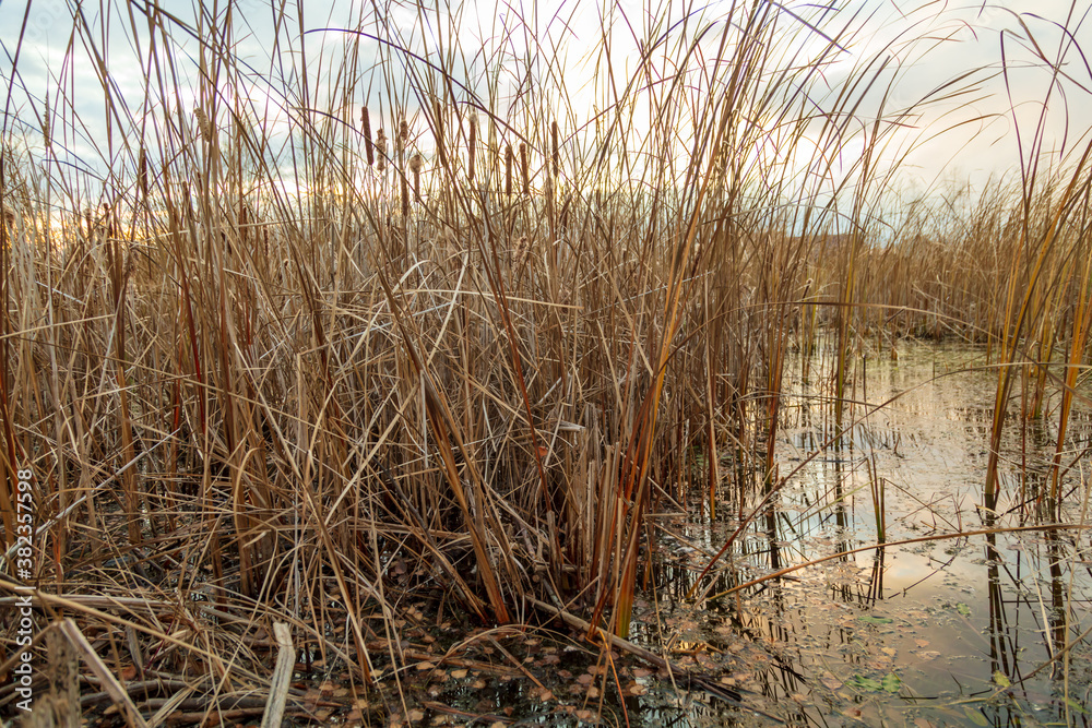 Fototapeta premium The reed grows near the reservoir
