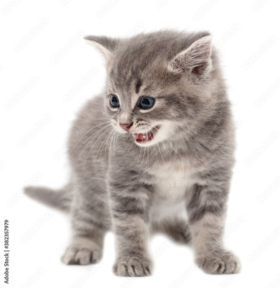 Obraz premium Little fluffy kitten isolated on a white