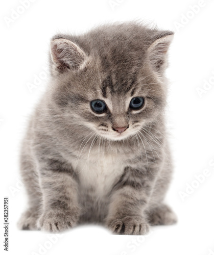 Little fluffy kitten isolated on a white