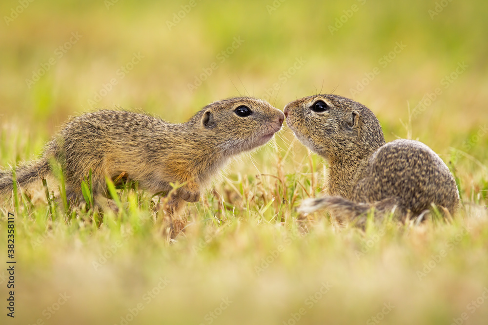 Obraz premium Two european ground squirrel, spermophilus citellus, touching on meadow in summer. Pair of sousliks kissing on grassland. Little wild mammals in love sniffing on field.