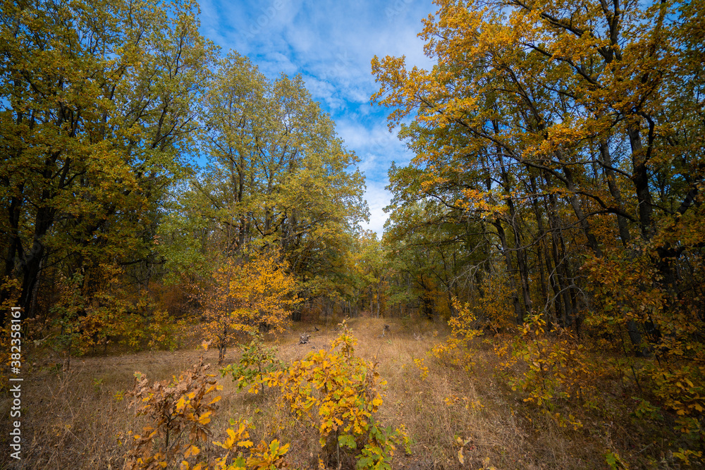 Autumn morning in the yellow oak forest during leaf fall