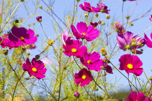 コスモスの花 © Paylessimages