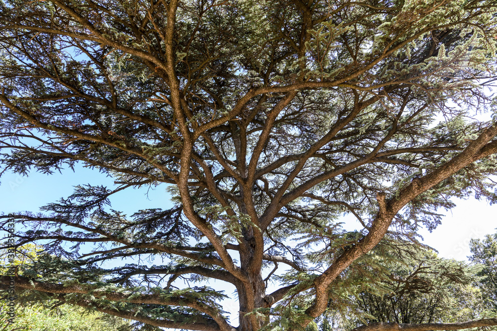 Fototapeta premium Coniferous tree in the park.