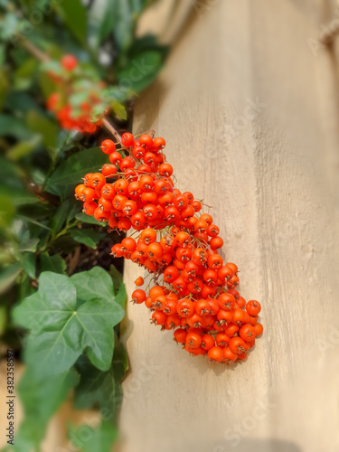 red rowan berries