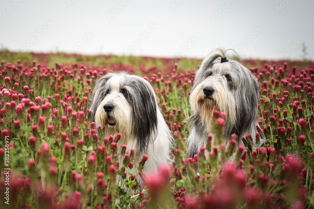 Portrait of two bearded collie, who are sitting in crimson clover. They are so cute boys.