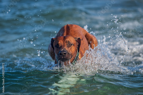 Active athletic dog rhodesian ridgeback running at the sea