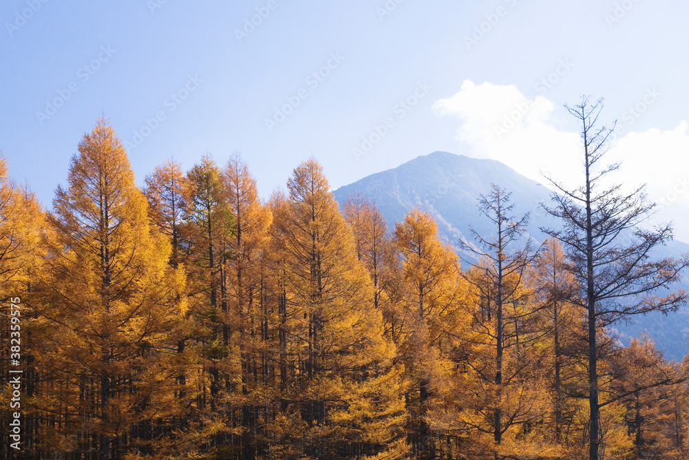 男体山とカラマツ林の黄葉