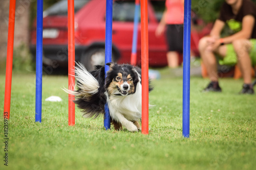 Tricolor border collie in agility slalom on Ratenice competition. Amazing day on czech agility competition in town Ratenice it was competition only for large.