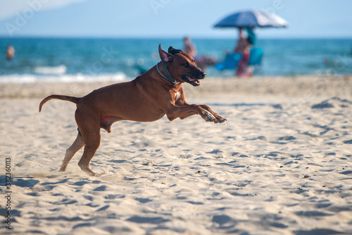 dog rhodesian ridgeback running at the along the sandy beach