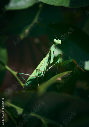 Macro photography of a praying mantis