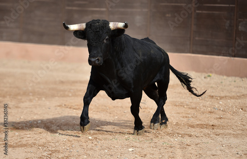spanish black bull with big horns