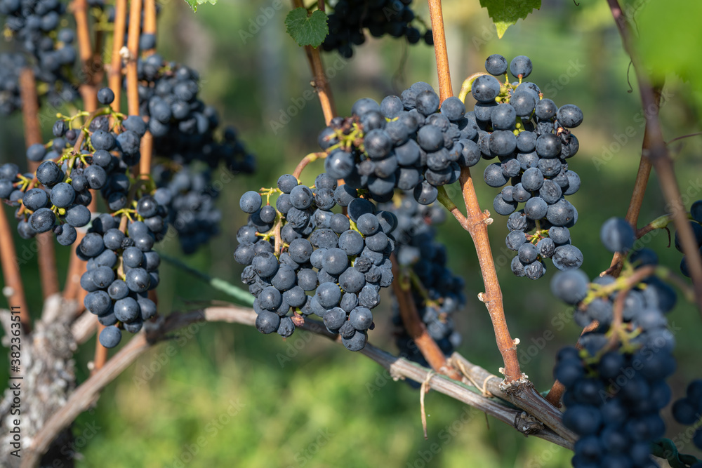 A Grapes in autumn just before harvest