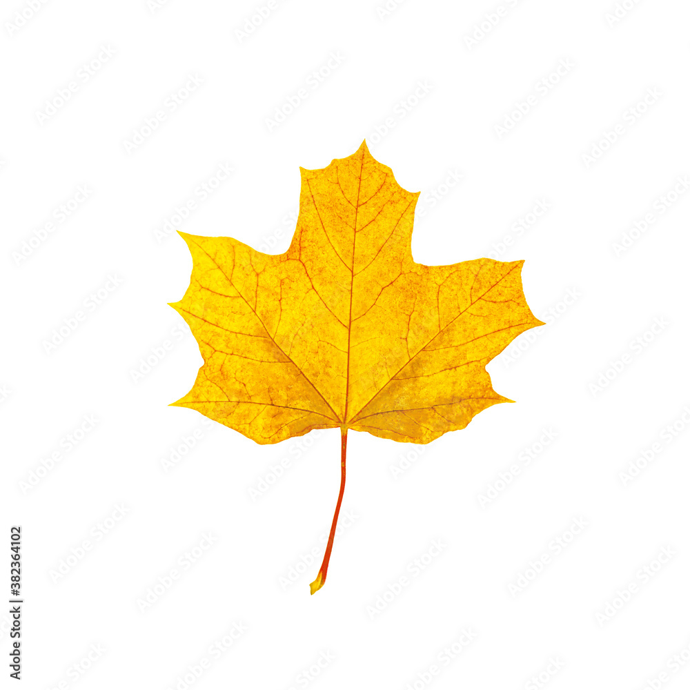 Top view of bright yellow and orange autumn leaves in fall for card design isolated on white background. Top view of bright yellow and orange autumn leaves in fall for card design isolated on white background.