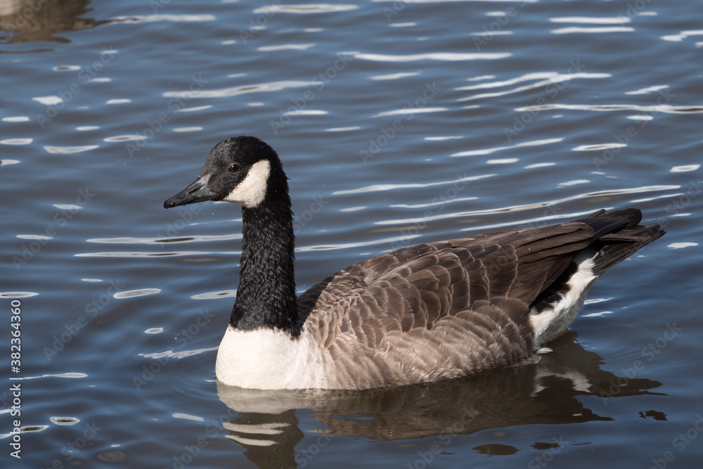 Canada goose swimming in Ifield Mill pond Canada goose swimming in Ifield Mill pond