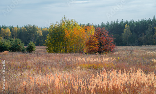 Three trees with colorful autumn foliage among red grass