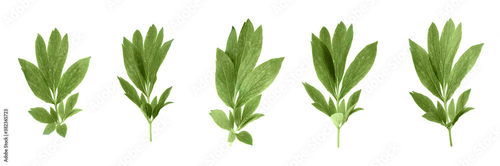 Set of green peony leaves on white background. Banner design Set of green peony leaves on white background. Banner design