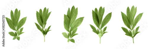 Set of green peony leaves on white background. Banner design