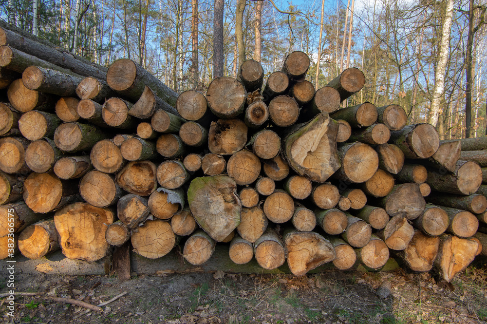 Cutting of the trees, bark beetle calamity, conifer tree logs on pile in woodland