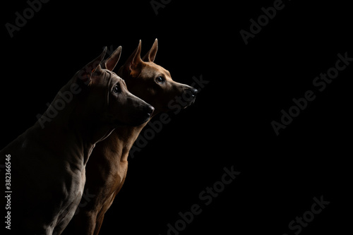 two dogs on a black background. Thai ridback puppy and adult together