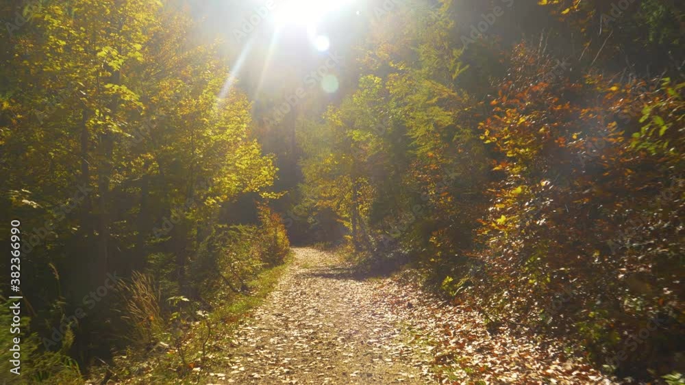 LENS FLARE: Bright autumn sun rays shine on an empty hiking trail crossing the colorful woods turning its leaves. Relaxing hike down a remote path in the tranquil forest on a sunny fall afternoon.