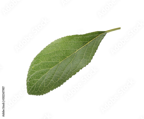 Fresh green plum leaf isolated on white