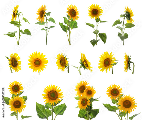 Set of bright sunflowers on white background