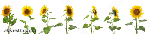 Set of bright sunflowers on white background. Banner design