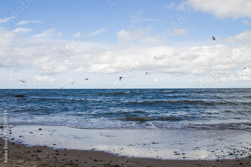 wild white sea gull ocean sea bird flying over sea the wing show freedom of life white blue tone nature seascape