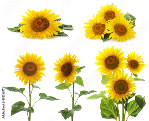 Fototapeta Naklejka Na Ścianę i Meble -  Set of bright sunflowers on white background