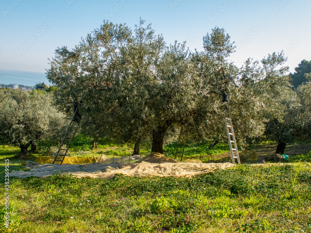Harvesting from Olive Tree in Italy.