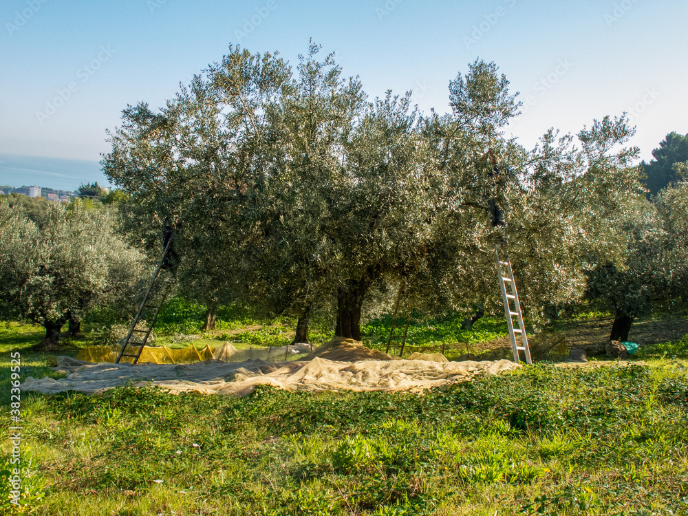 Harvesting from Olive Tree in Italy. Harvesting from Olive Tree in Italy.