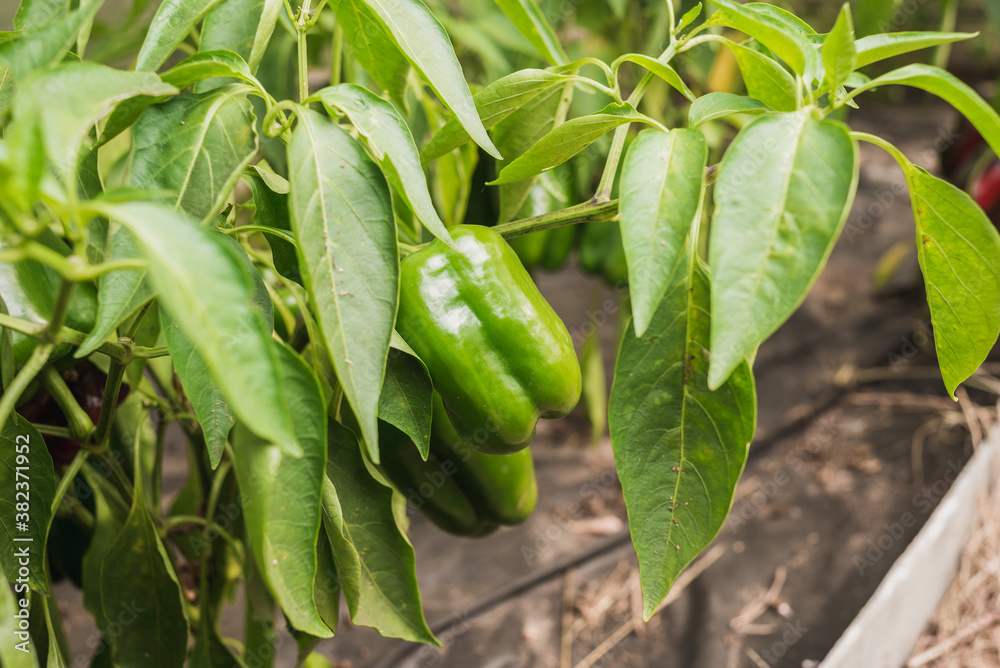 green peppers ripen on a plant/agriculture green pepper ripens on a plant on a sunny day green peppers ripen on a plant/agriculture green pepper ripens on a plant on a sunny day