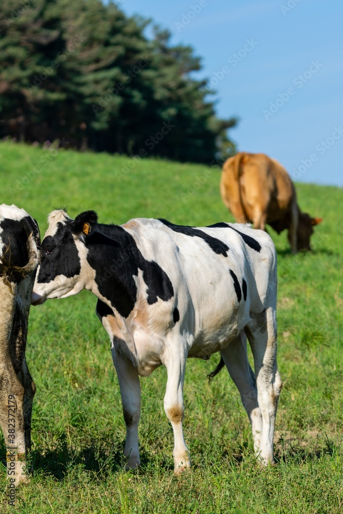 group of holstein cows in pasture group of holstein cows in pasture