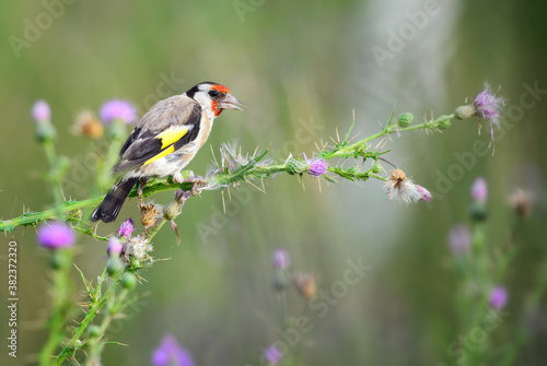 European Goldfinch - Carduelis carduelis, beautiful colored perching bird from European meadows and grasslands, Pag island, Croatia. © David