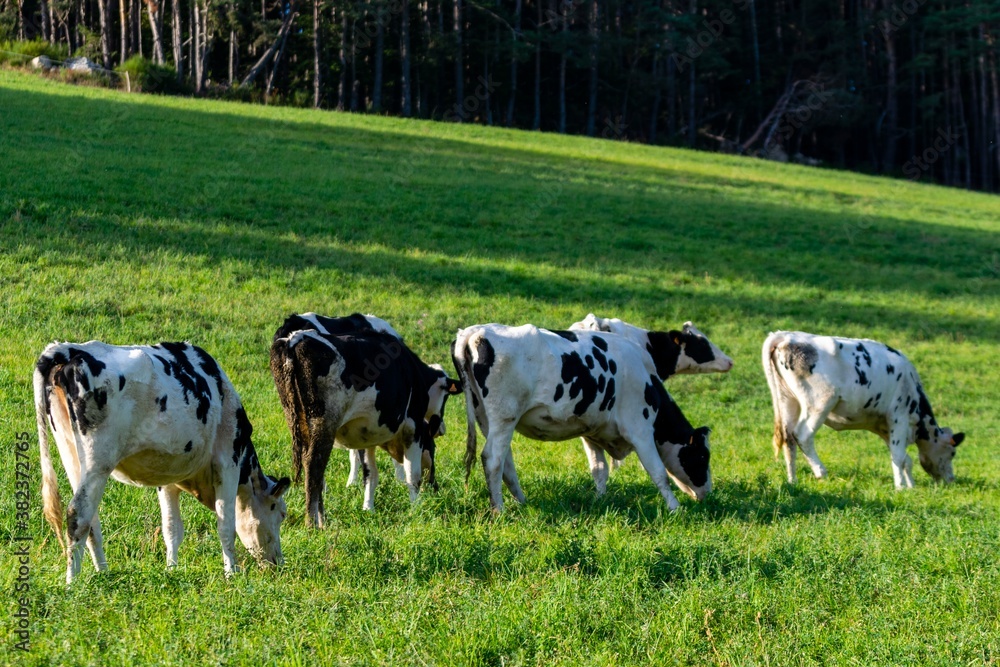 group of holstein cows in pasture