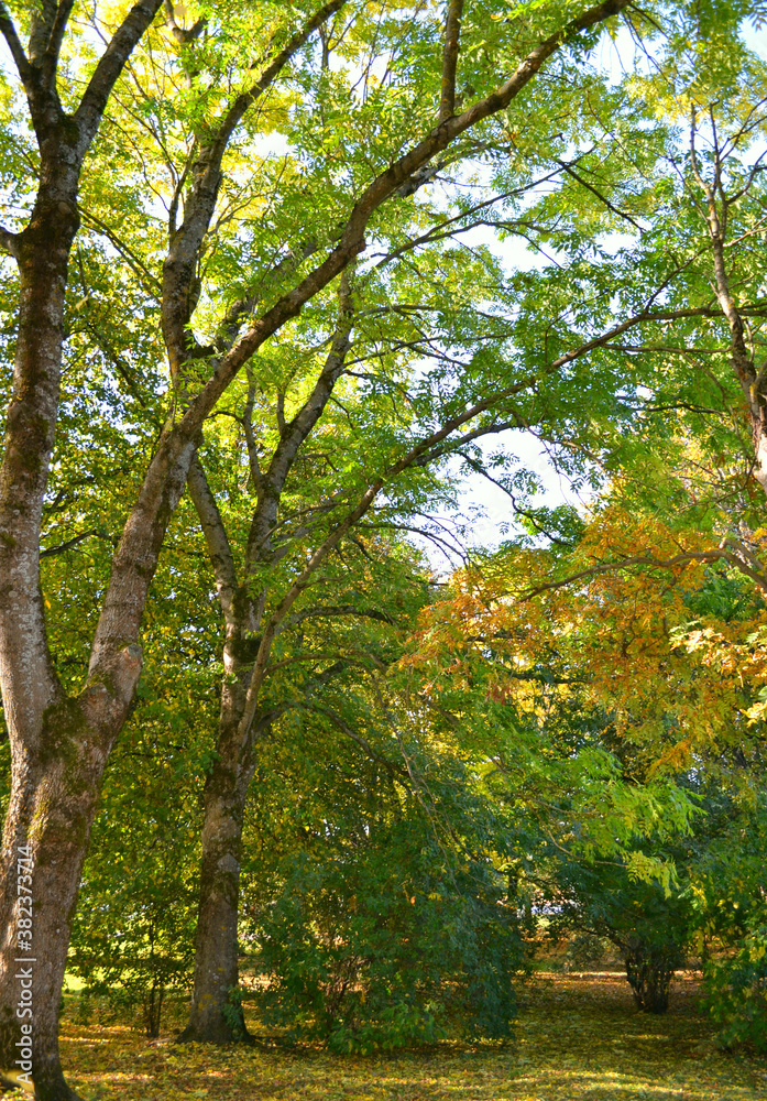 Autumn park with colorful trees with sunlight. Indian summer. Autumn park with colorful trees with sunlight. Indian summer.