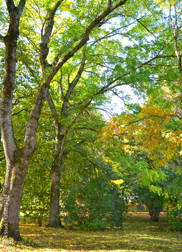 Fototapeta Naklejka Na Ścianę i Meble -  Autumn park with colorful trees with sunlight. Indian summer. 