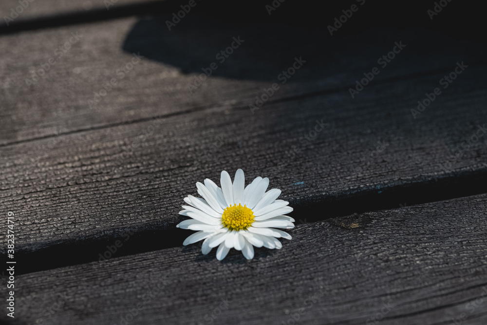 Obraz premium Close up of daisy on a wooden table