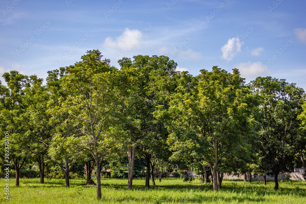 Beautiful landscapes park. Big trees, green grass isolated on white background.