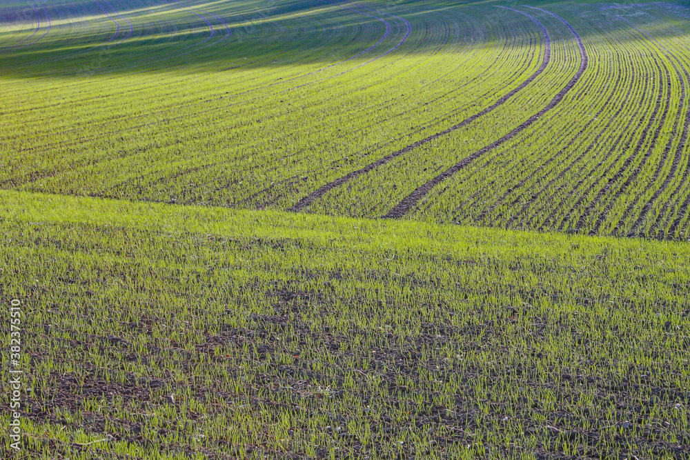 A wavy field with yound wheat sowing and curved trails
