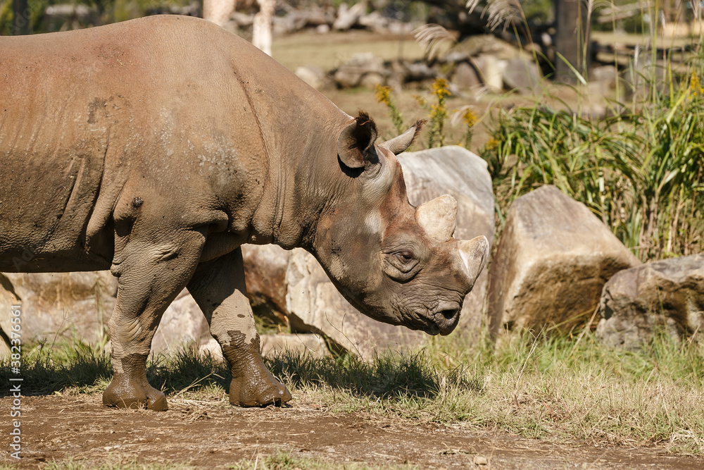 Naklejka premium よこはま動物園ズーラシア・神奈川県、日本
