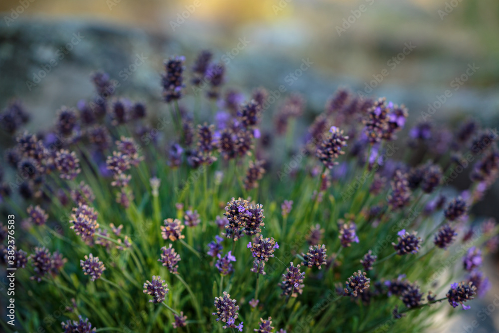 Fototapeta premium Partially illuminated lavender flowers growing in the garden