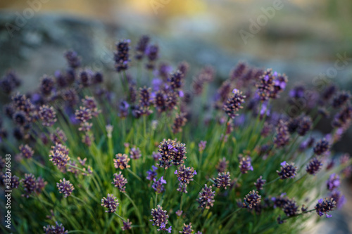 Partially illuminated lavender flowers growing in the garden