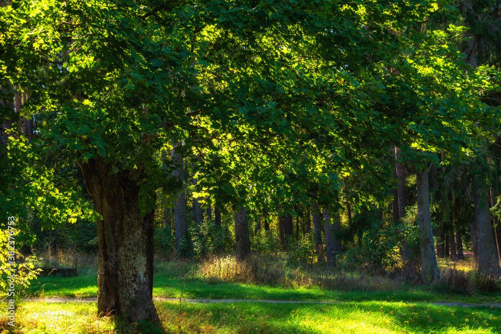 Naklejka premium Pólko pod Supraślem - na biwak, relaks, wędkowanie, Podlasie, Polska
