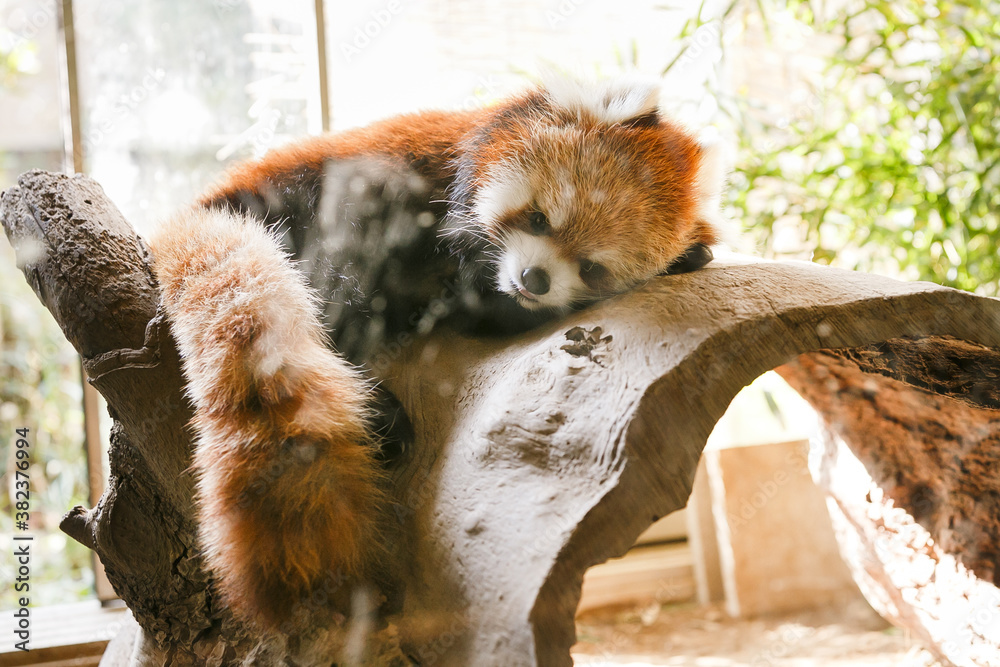Obraz premium よこはま動物園ズーラシア・神奈川県、日本