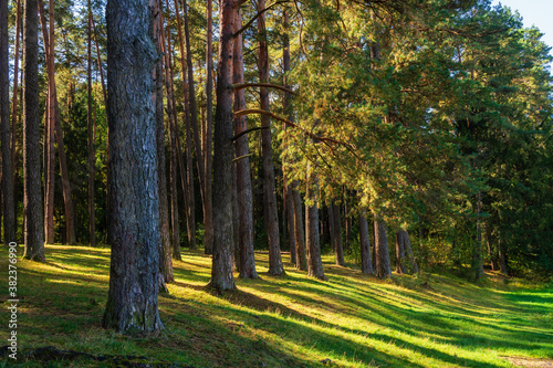 Fototapeta Naklejka Na Ścianę i Meble -  
Pólko pod Supraślem - na biwak, relaks, wędkowanie, Podlasie, Polska