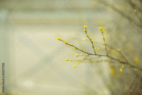  branches with buds on the street © 936800